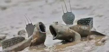 网红跳跳鱼,网络红人的水上舞者传奇