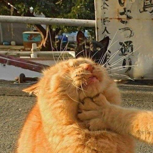 猫吃瓜情侣头像,甜蜜情侣头像背后的趣味故事