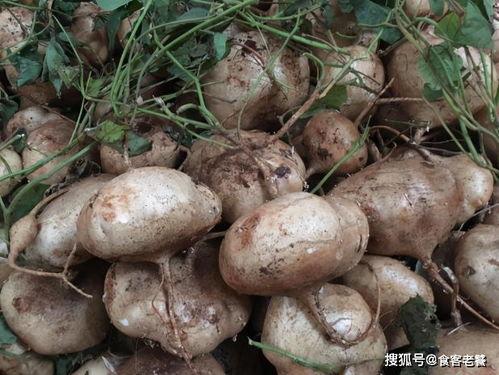 几月吃土瓜,养生又美味