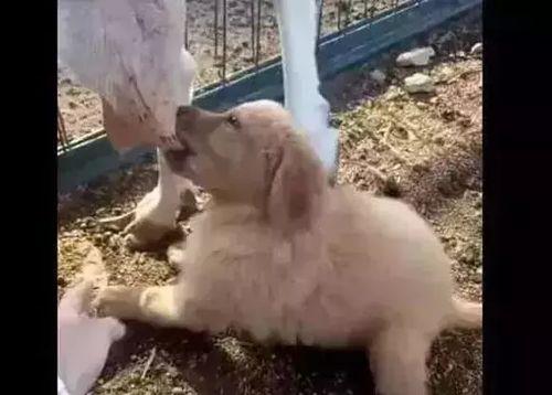 羊圈真实爆料视频大全,真实事件背后的惊人真相