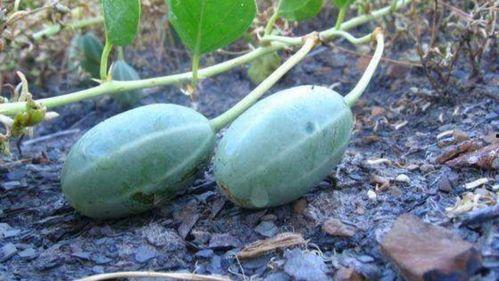 结石可以吃秋瓜吗,结石患者能否安心享用？