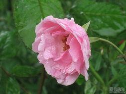 五月花草微头条,探寻春日里的绿色宝藏